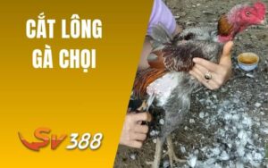 Cắt Lông Gà Chọi