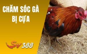 Chăm Sóc Gà Bị Cựa