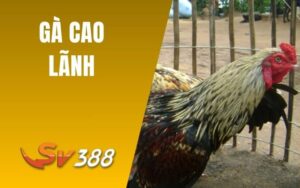 Gà Cao Lãnh