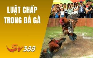 Luật Chấp Trong Đá Gà