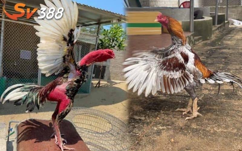 Những cách vần gà phổ biến mà sư kê nên áp dụng cho chiến kê Những cách vần gà phổ biến mà sư kê nên áp dụng cho chiến kê
