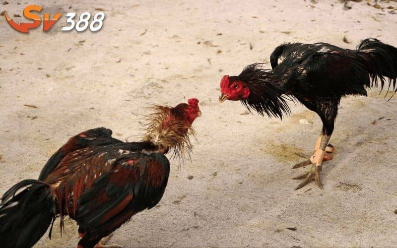 Những lưu ý khi vần gà giúp chiến kê phát triển tốt hơn Những lưu ý khi vần gà giúp chiến kê phát triển tốt hơn