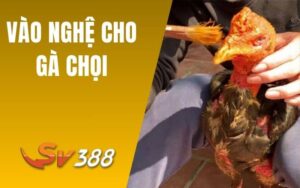 Vào Nghệ Cho Gà Chọi