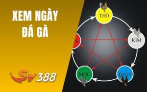 Xem Ngày Đá Gà